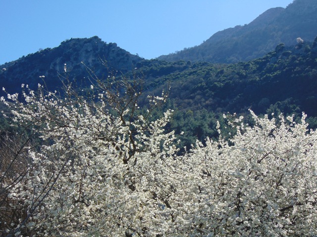 Εικόνα άρθρου