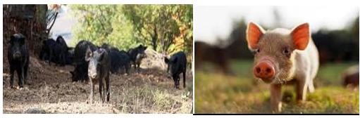 Εικόνα άρθρου